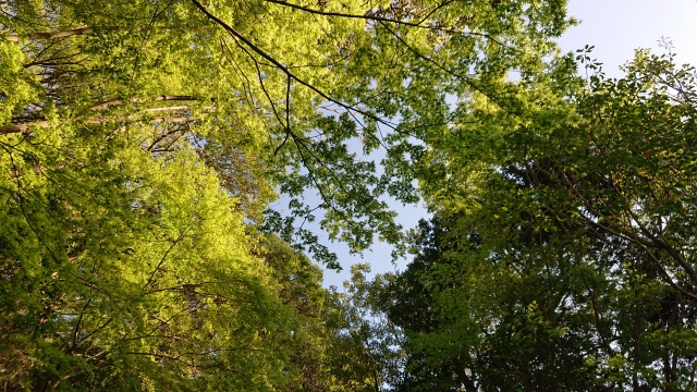 東洋医学イメージ